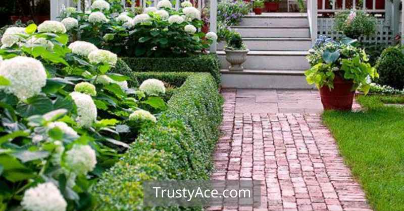 Walkway Ideas With Hedges