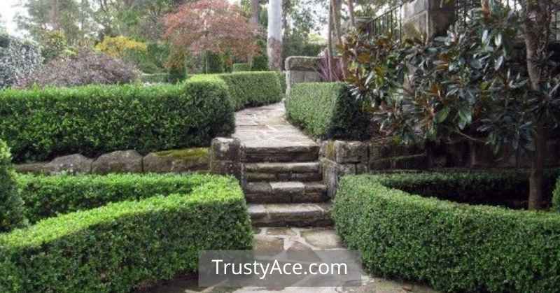 Walkway Ideas Using Hedges