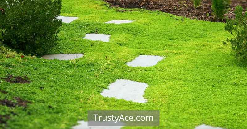 Walkway Ideas Grass