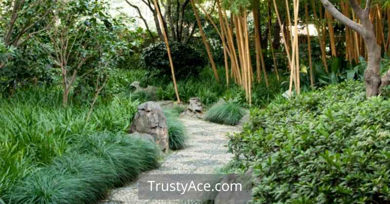 Backyard Walkway Ideas With Trees