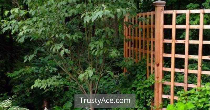 Hog Wire Wood Fence Ideas