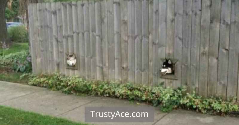 Pet Friendly Wood Fence Ideas