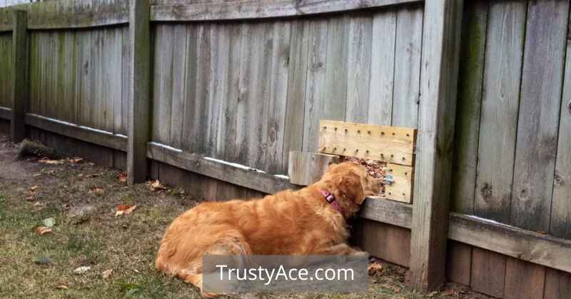 Wood Fence Ideas Pet Friendly