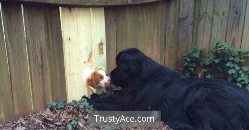 Wood Fence Ideas That Are Pet Friendly