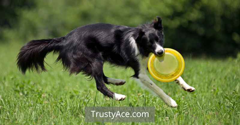 Best Frisbee For Dogs