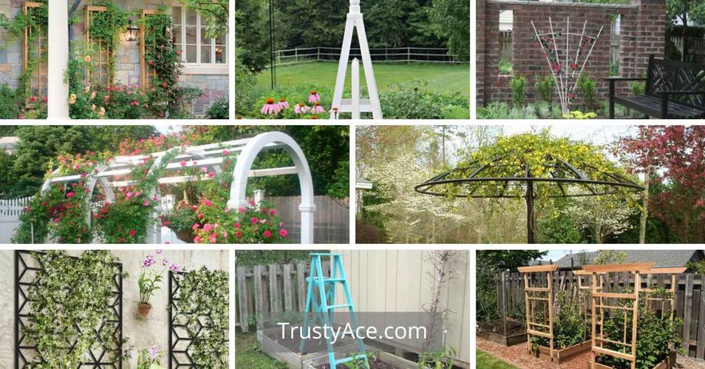 Trellis Ideas